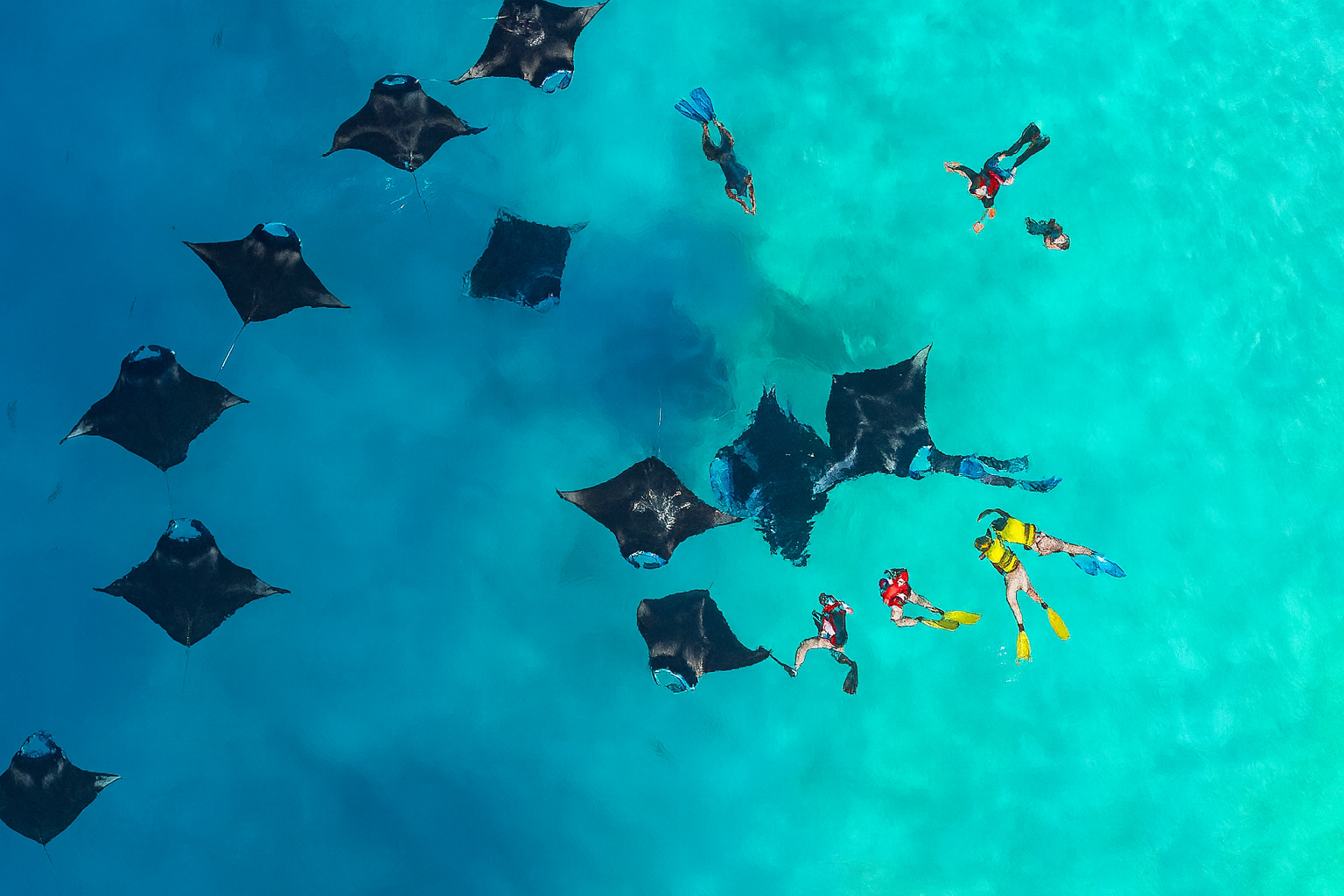 Swim with Giants: Your Guide to Hanifaru Bay Manta Ray Encounters